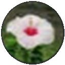 Rokomari Content logo